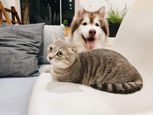 Best Pet Insurance in New Jersey (NJ) for 2020 â€¢ Benzinga