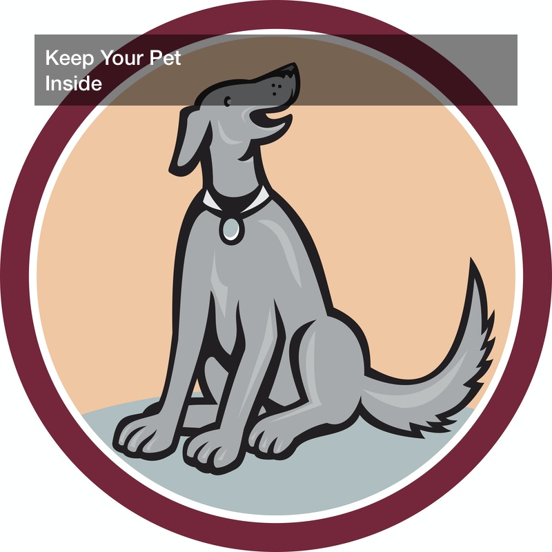 Home Remodeling Tips When You Have a Pet Pet Magazine