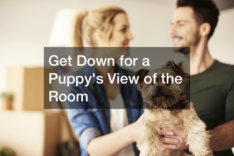 How to PuppyProof Your Living Room Dog Health Issues