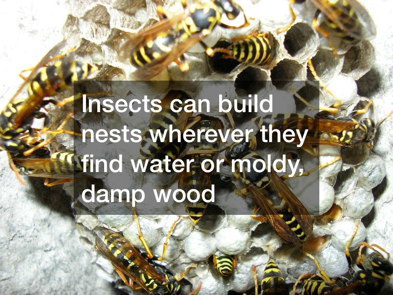 Insect Removal Services What They Include Maine's Finest