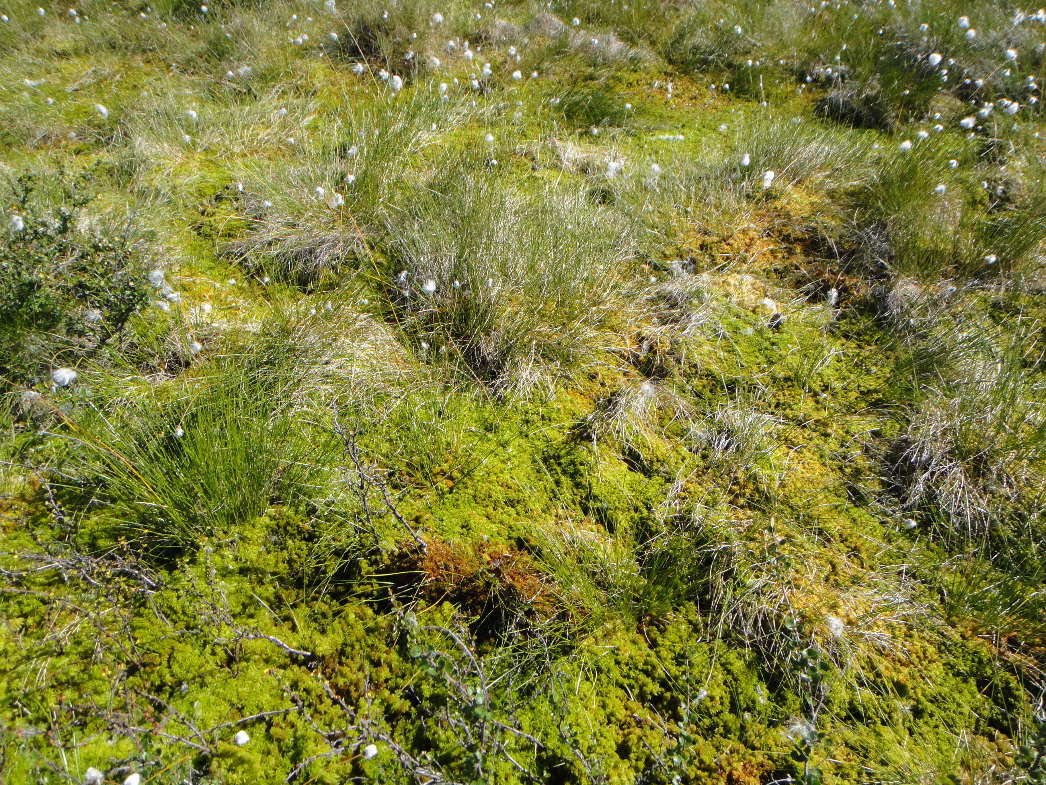 Soil viruses unlocking the secret garden Nature Research