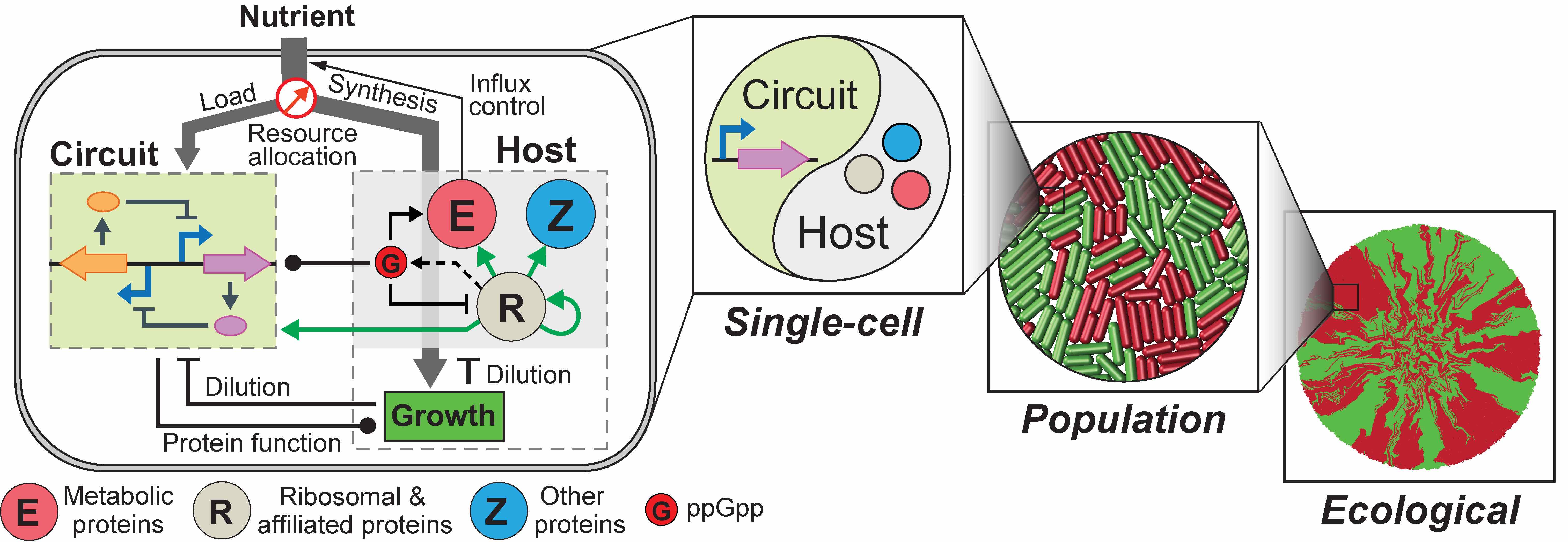 Building a predicative tool for synthetic gene networks Nature