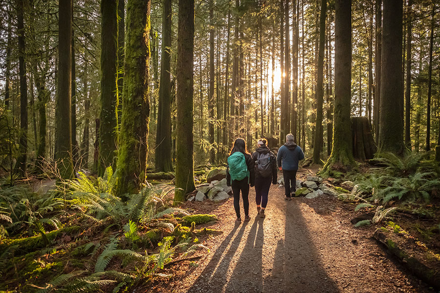 How the Japanese Practice of Forest Bathing Can Help You Find Peace and