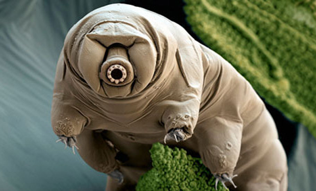 Water bears are huge DNA thieves study