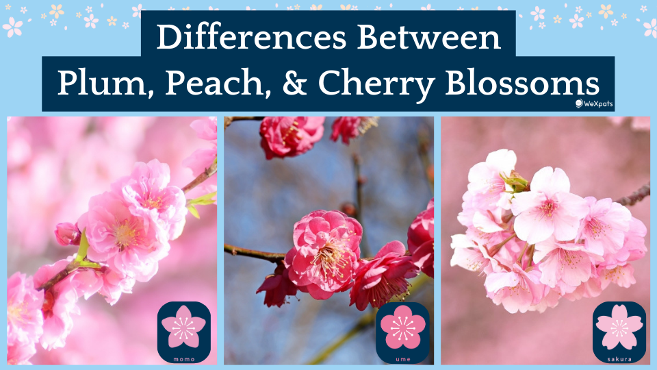 Differences between Plum, Peach and Cherry Blossoms WeXpats Guide