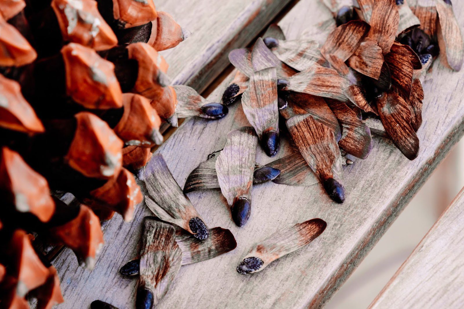 Everything You Need to Know About Growing a Balsam Fir Pevach Corp