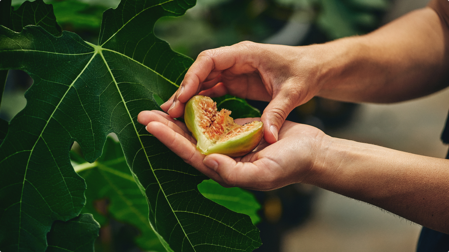 Cultiver des figues au Québec Énergie en commun