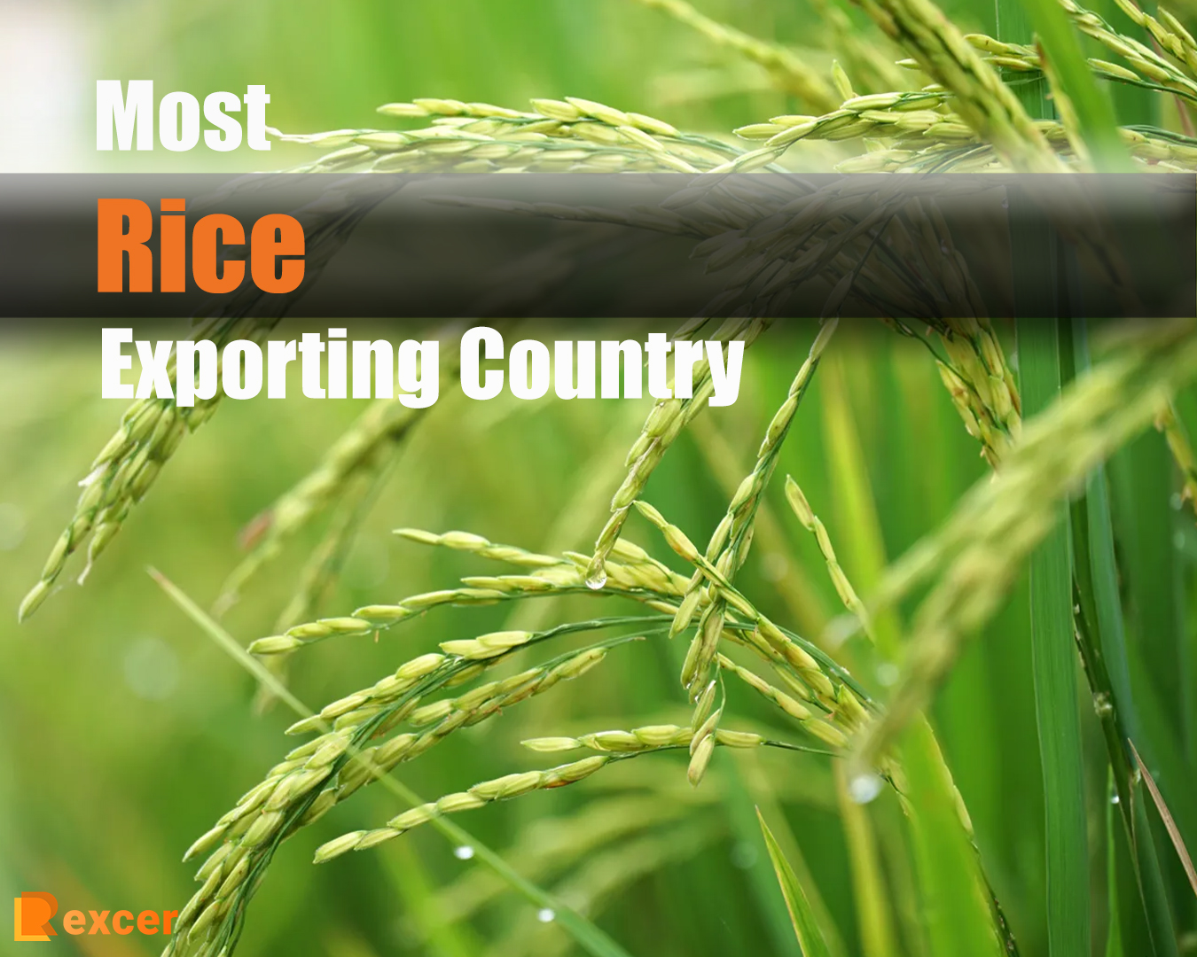 Most Rice Exporting Country