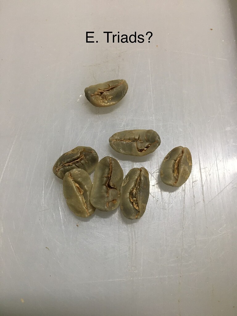 Learning Green Bean Defects Beans Roast World Community