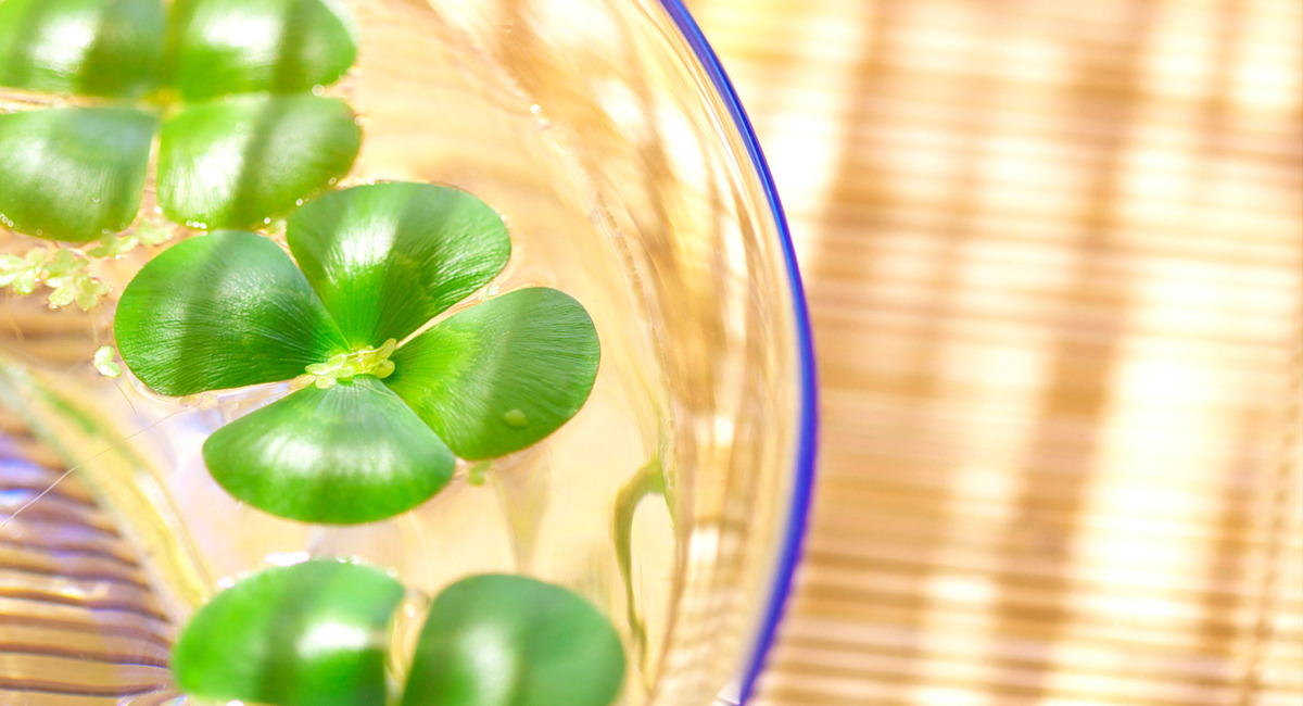 5 Famous Lucky Charms That Get More Baffling With Research