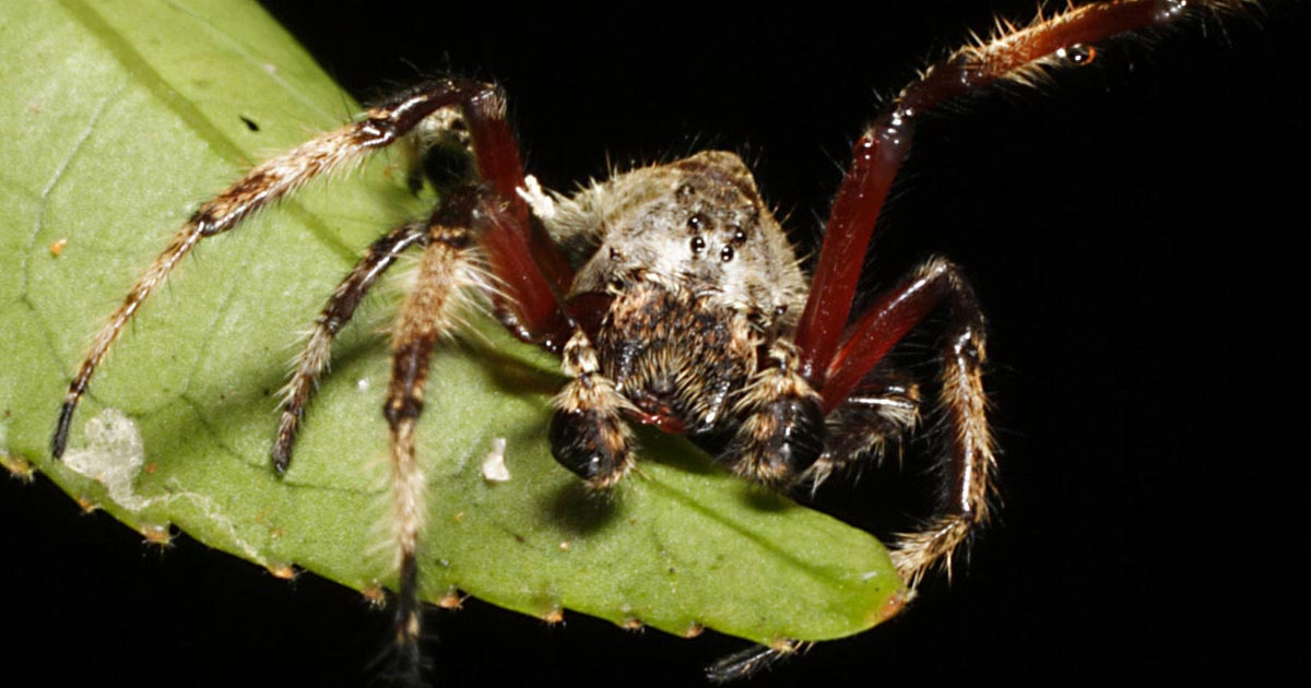 This Spider Builds 80FootLong s Stronger Than Kevlar