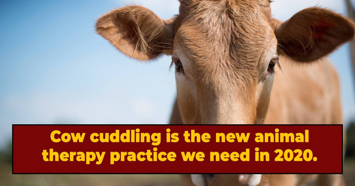 StressedOut Folks Are Hugging Cows (And Moo Can Blame Them)