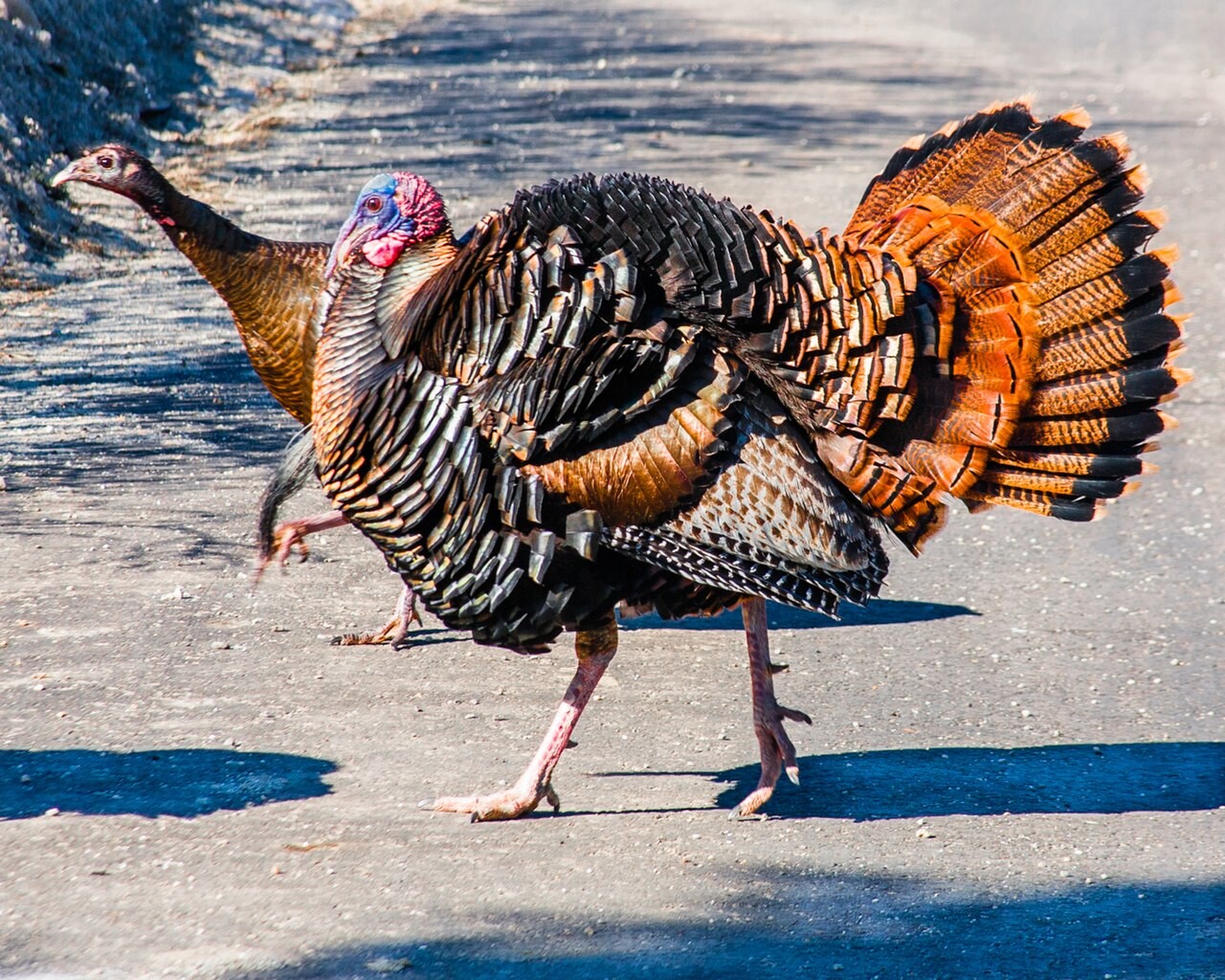 8 Ways Turkeys Are Total Madmen Who Would Happily Kill You