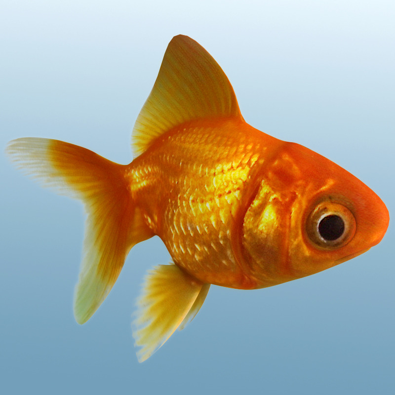 Golden Fish by GOGITA 3DOcean