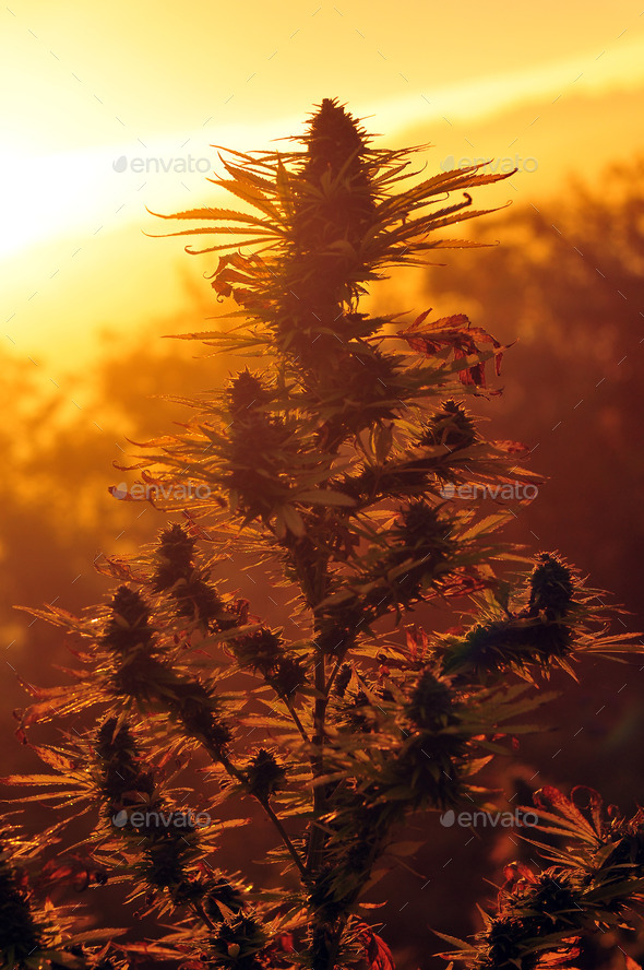 Cannabis plant at sunset Stock Photo by UrosPoteko PhotoDune