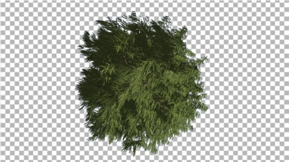 Western Red Cedar Crown Top Down LongLived Tree by zmei116 VideoHive