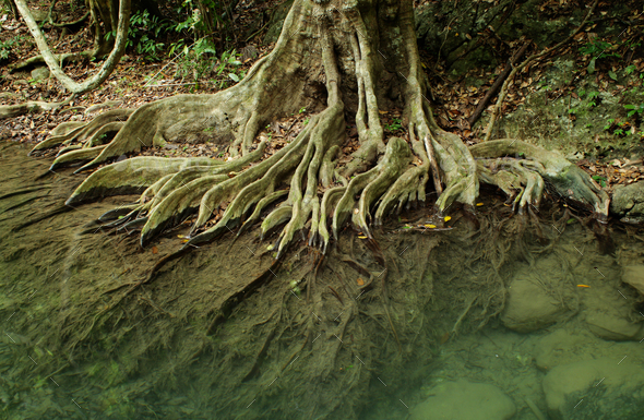 Root system of a tree in tropical forest Stock Photo by foto76 PhotoDune