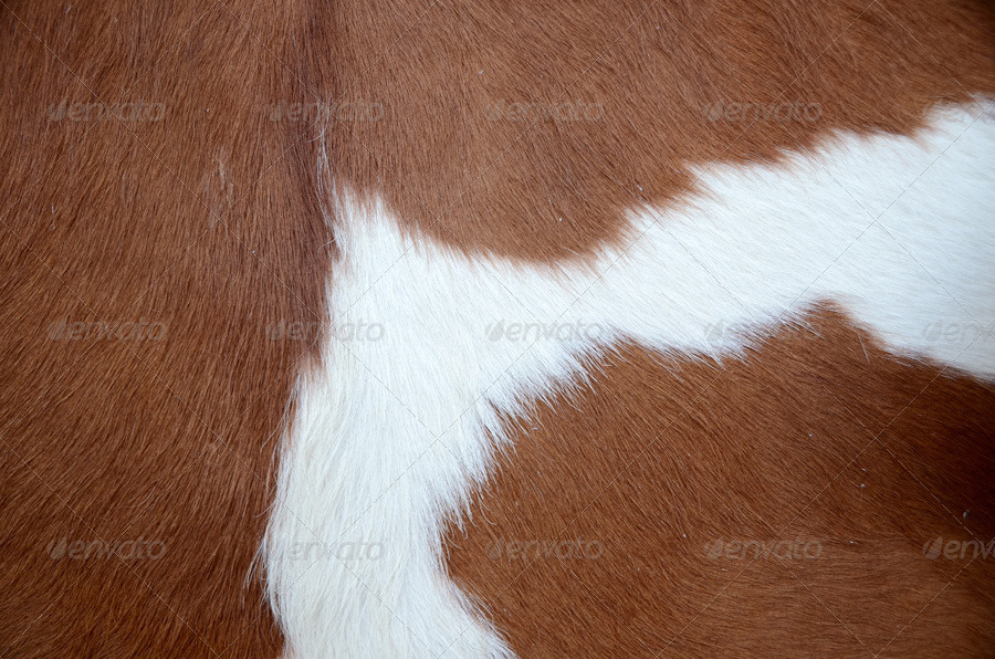 Cow Skin Pack 2 by ConstantinPotorac GraphicRiver