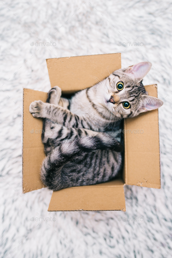 Cat in the box Stock Photo by viki2win PhotoDune