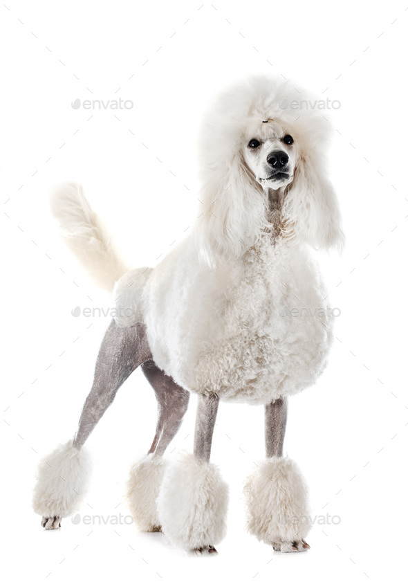 white Standard Poodle Stock Photo by PhotoDune