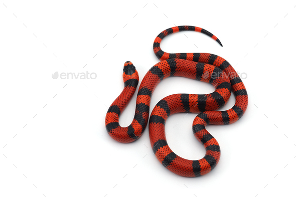 Red-Black Milk Snake Isolated On White Background Stock Photo By Petlindmitry