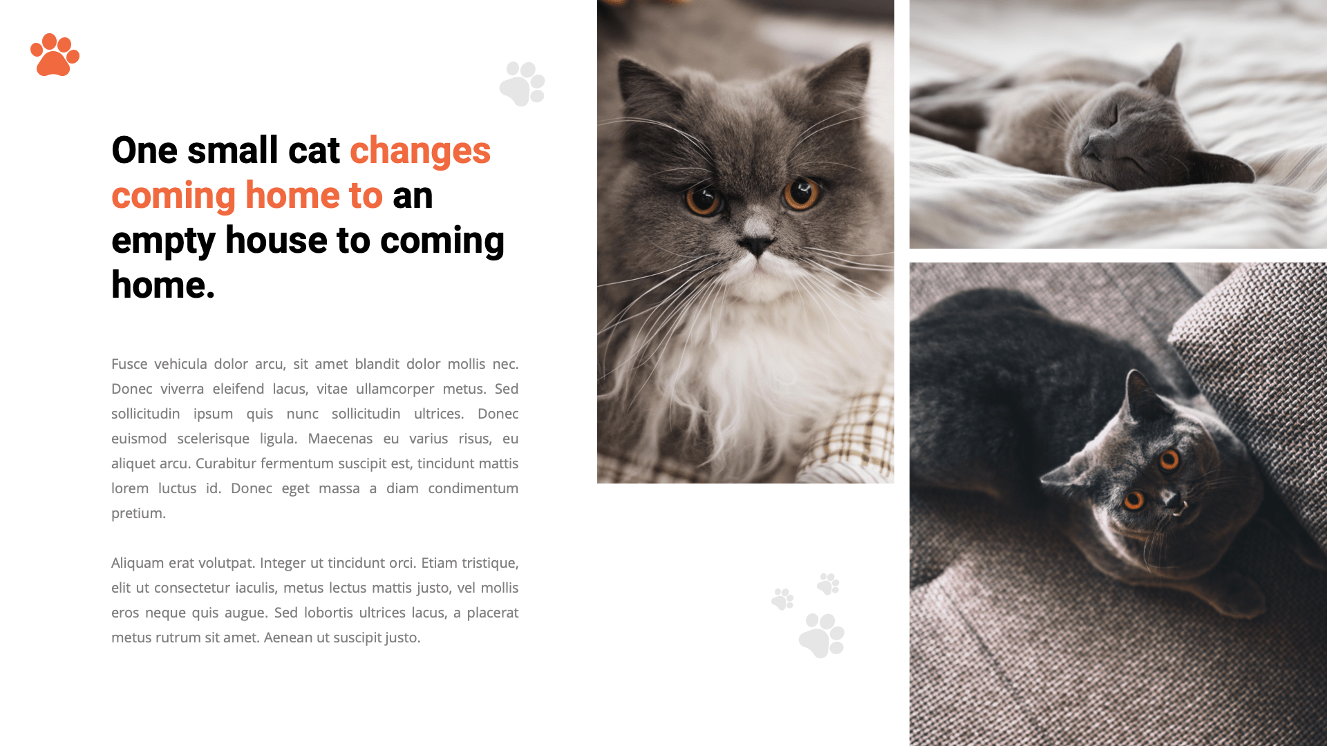 Kitty Cat Animal Google Slides Template, Presentation Templates