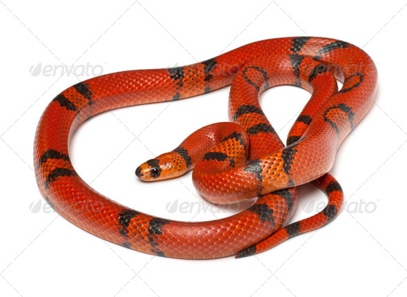 Hypomelanistique Honduran Milk Snake, Lampropeltis Triangulum Hondurensis Stock Photo By Lifeonwhite