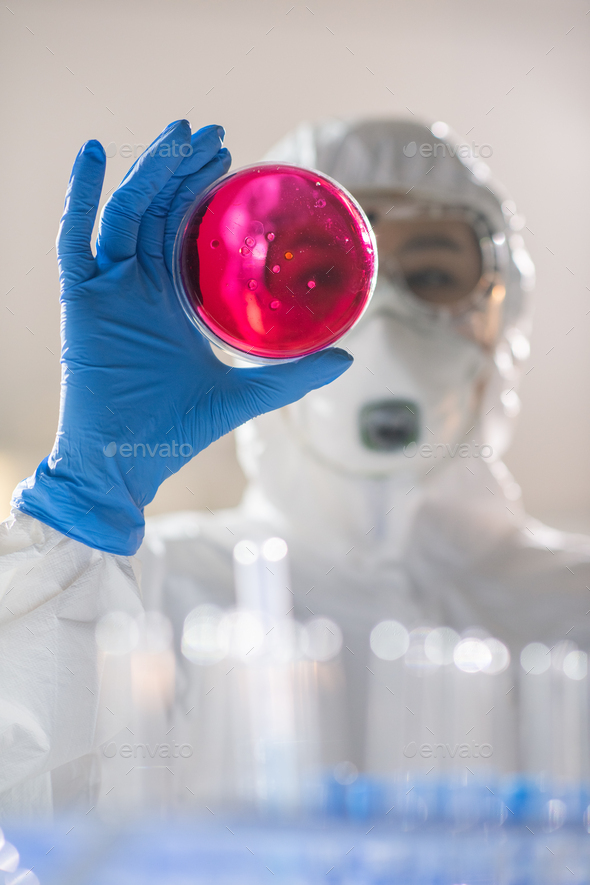 Examining infectious substance in petri dish Stock Photo by Pressmaster