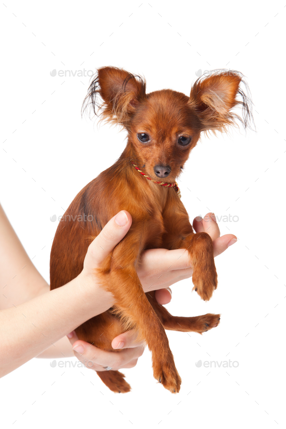 Toy terrier. Russian toy terrier on a white background Stock Photo by