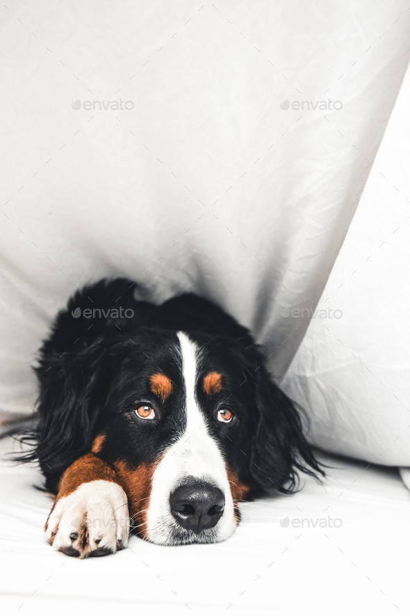 Bernese Mountain Dog in white bed. Lying on a clean bed. Stock Photo by serbogachuk