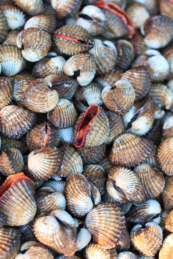 Sea shells clams in Thailand Stock Photo by Netfalls PhotoDune
