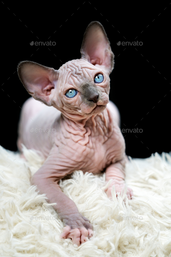 Black Hairless Cat