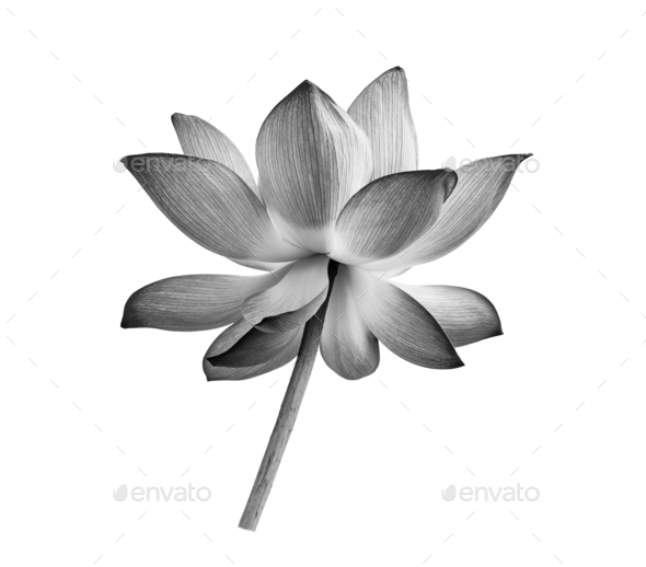black lotus flower isolated on white background Stock Photo by spamas
