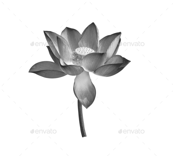 black lotus flower isolated on white background Stock Photo by spamas