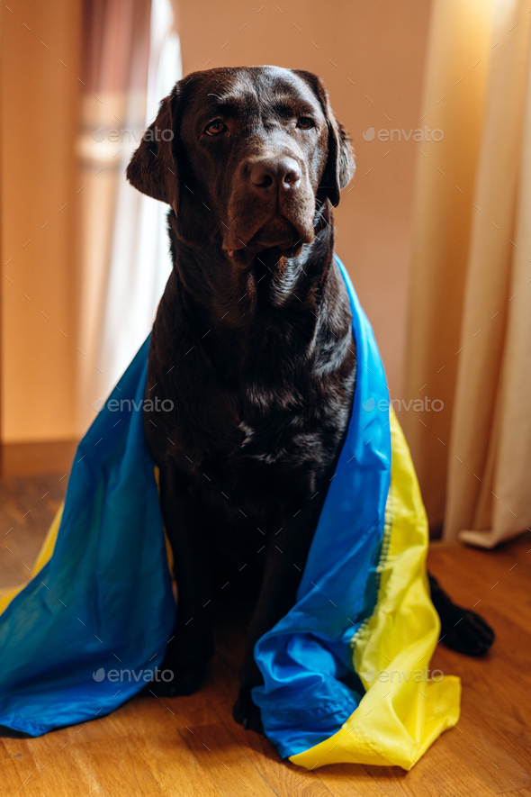 Labrador dog with Ukrainian Flag sitting at home. Support and pray for
