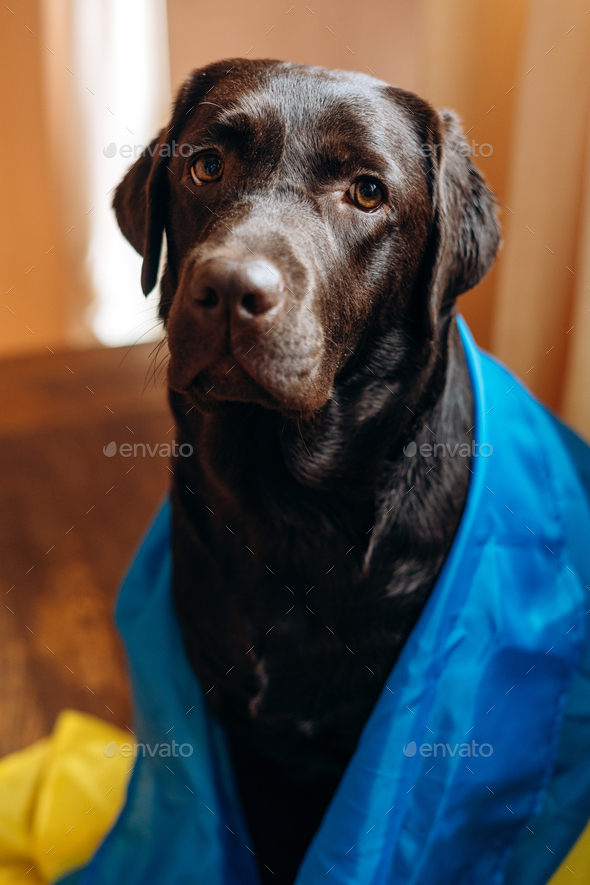 Labrador dog with Ukrainian Flag sitting at home. Support and pray for