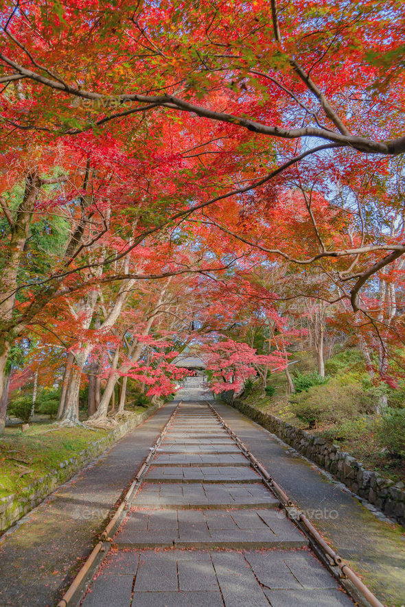 Red maple leaves or fall foliage in colorful autumn season, Yamanashi
