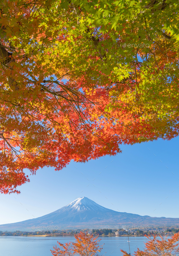 Red maple leaves or fall foliage in colorful autumn season, Yamanashi