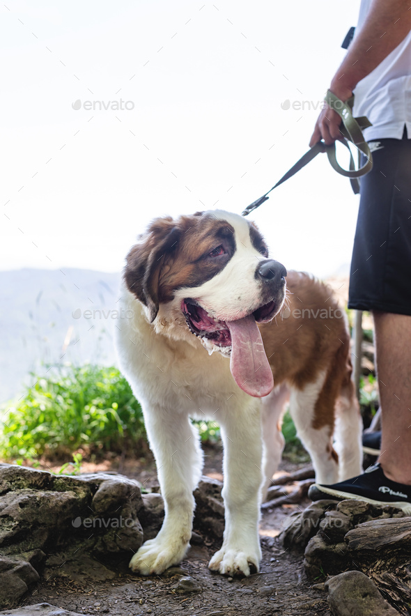 funny and cute st. bernard dog outdoors in hot summer day Stock Photo