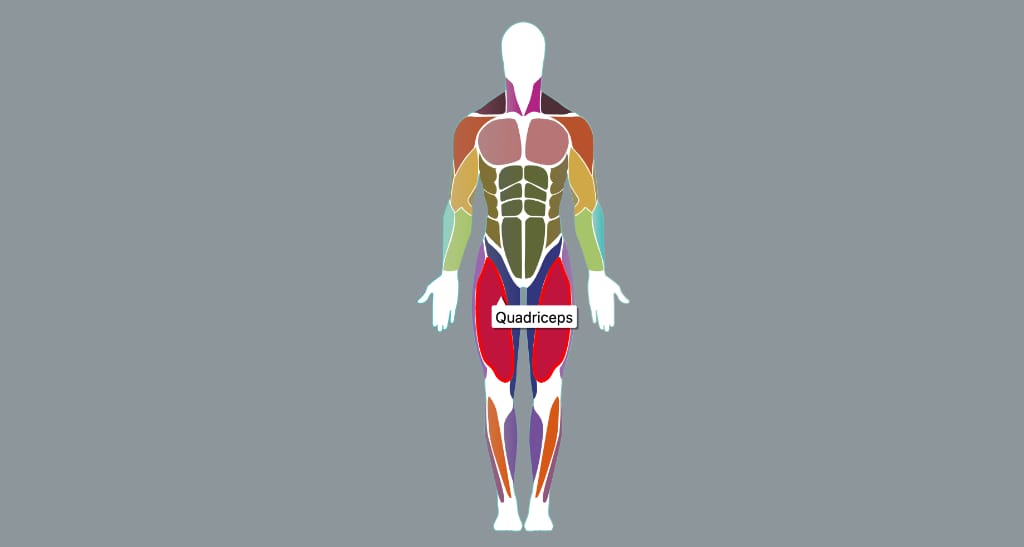 Interactive Human Body Muscle Diagram Male and Female diagrams by