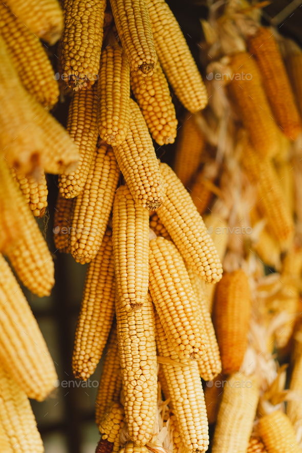 Dry corn hanging on wooden wall. Dried corn cobs. Stock Photo by