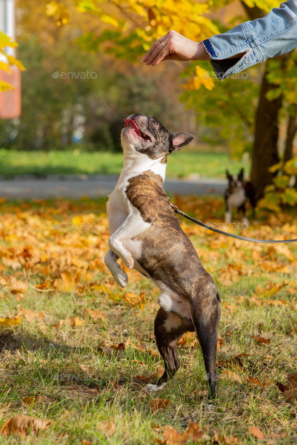 Boston terrier dog outside. Dog in beautiful red and yellow park in autumn Stock Photo by akifewas