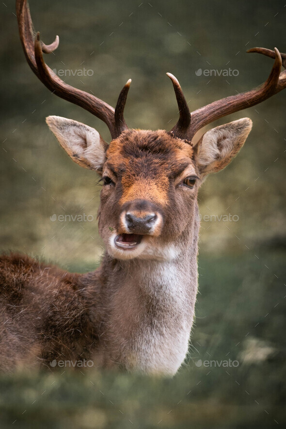Funny deer is relax on ground Stock Photo by wouterkuin PhotoDune