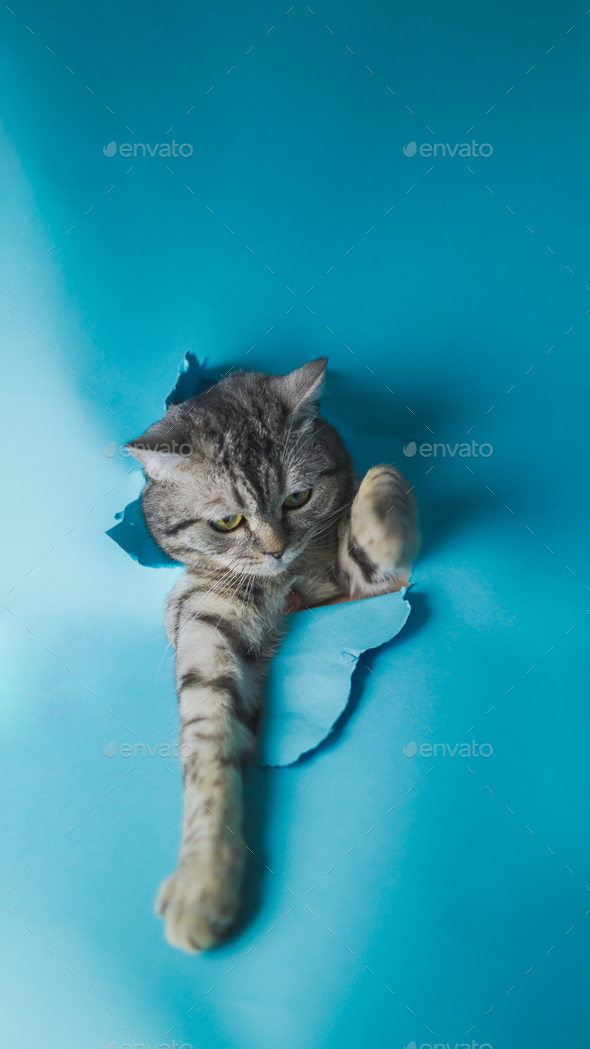 Funny cat tears apart blue paper to get a better view. With his paws