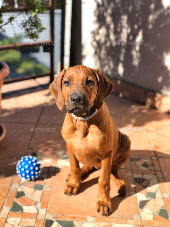 Vertical shot of a Rhodesian Ridgeback dog with a ball toy on its side