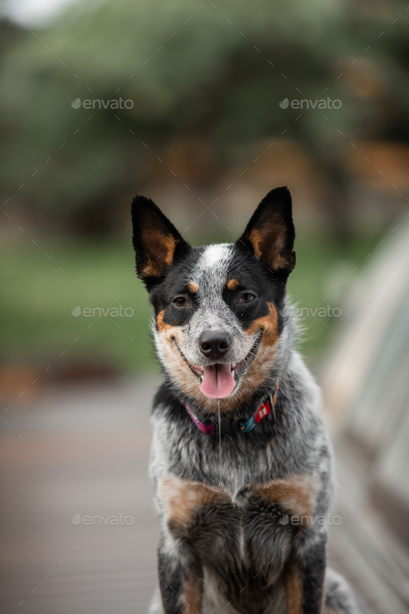 A blue heeler dog with a red collar sits on a car roof. Stock Photo by