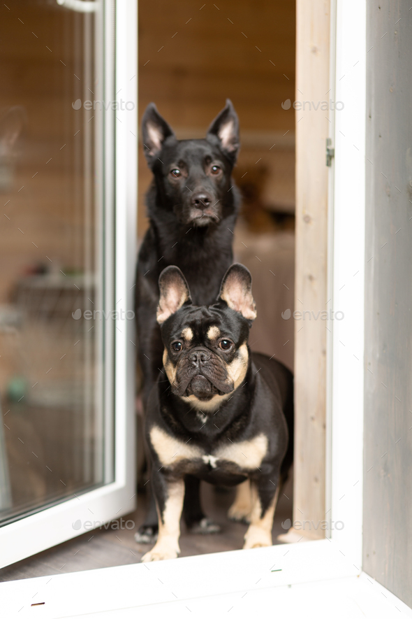 Why Does My Dog Always Stare Out The Window