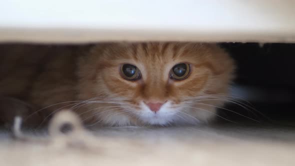 Cute Ginger Cat Sits Under Couch. Scared Fluffy Pet Hides Under