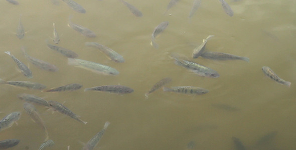 Fish in Muddy Water by azamshah72 VideoHive