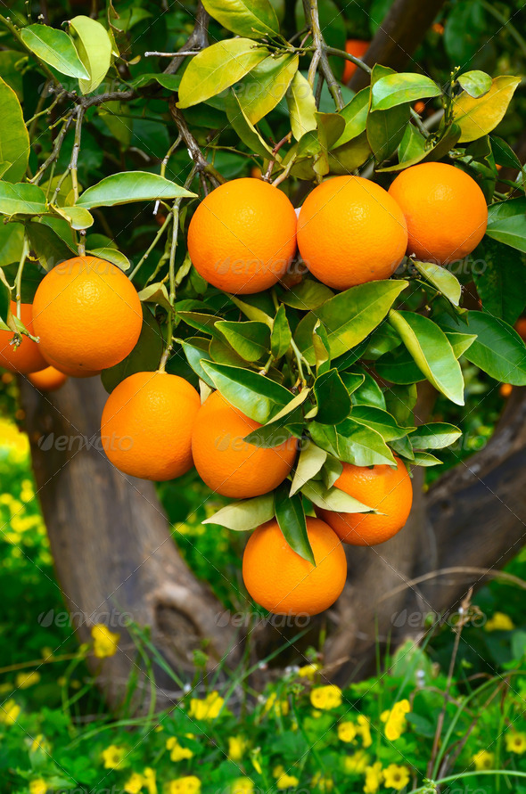 Oranges on a tree Stock Photo by eAlisa PhotoDune